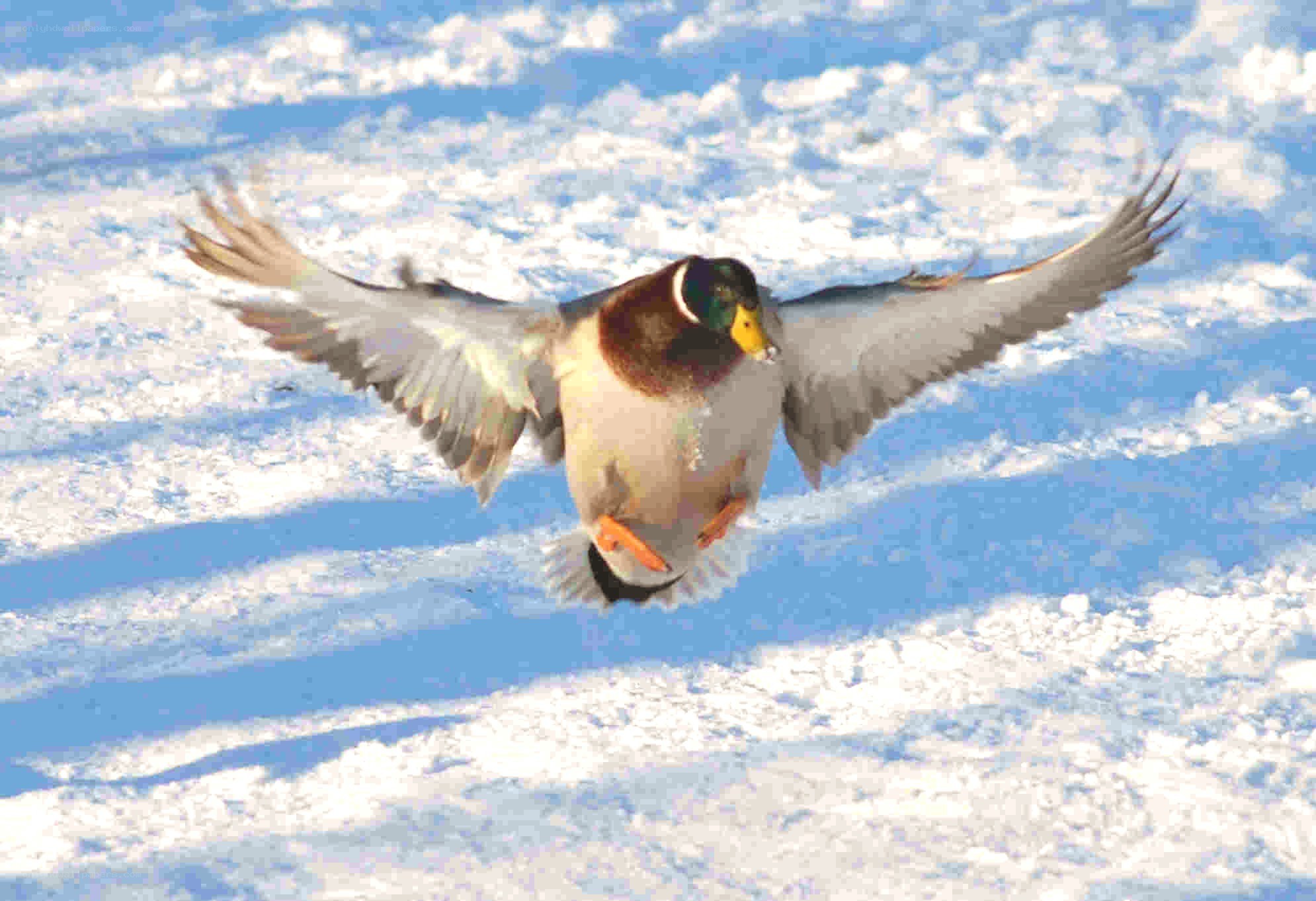Mallard duck in flight over snow