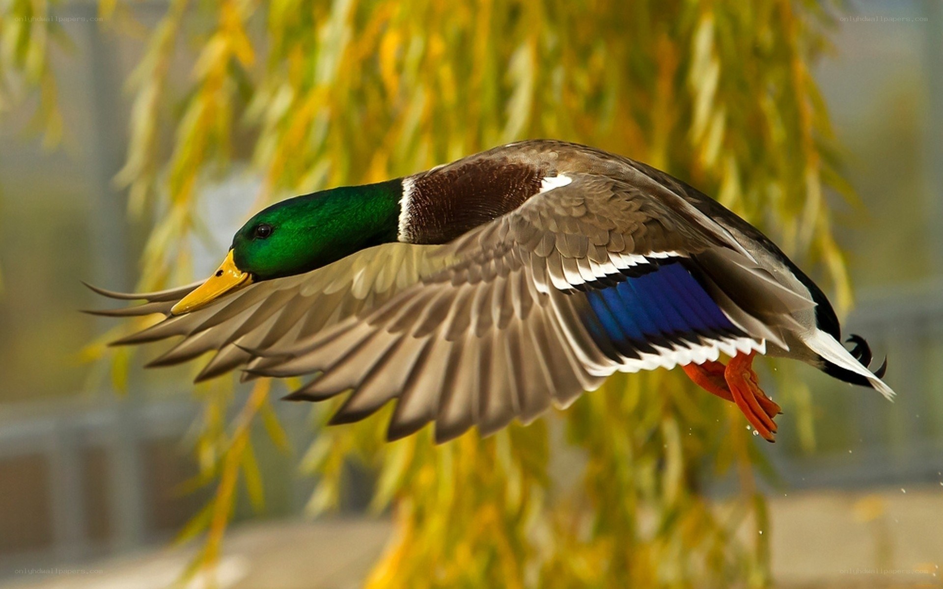 Mallard duck in flight