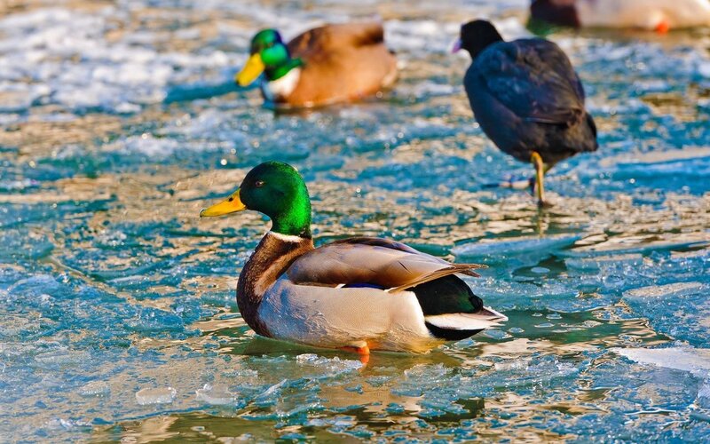 Mallard Duck in Ice