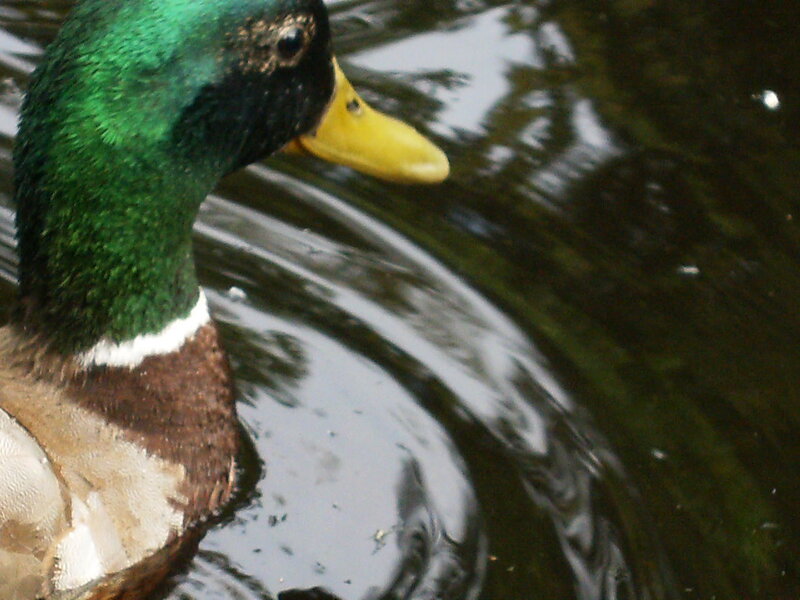 mallard duck in pond