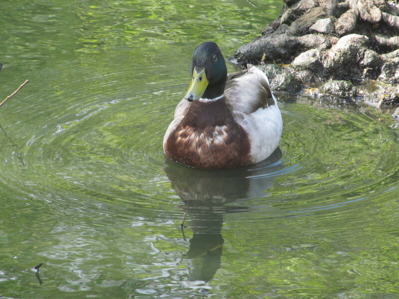 Mallard Duck in Pond — Green