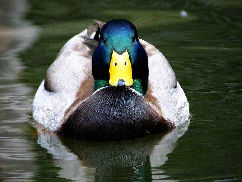 Mallard duck in pond