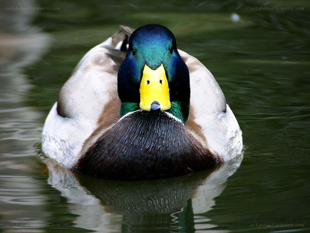 Mallard duck in pond