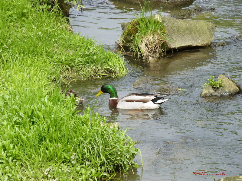 Mallard Duck in Stream
