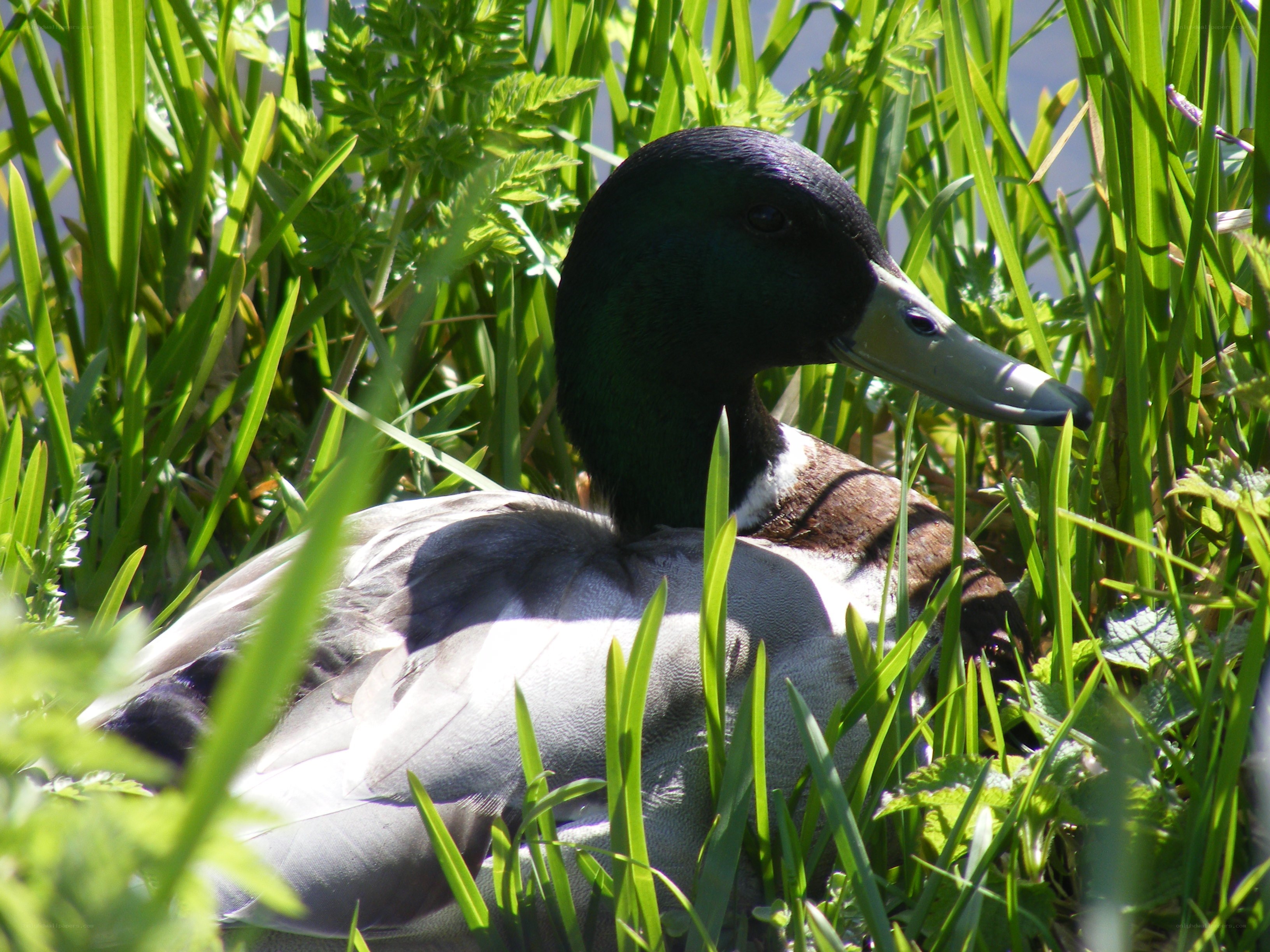 Mallard duck in tall grass
