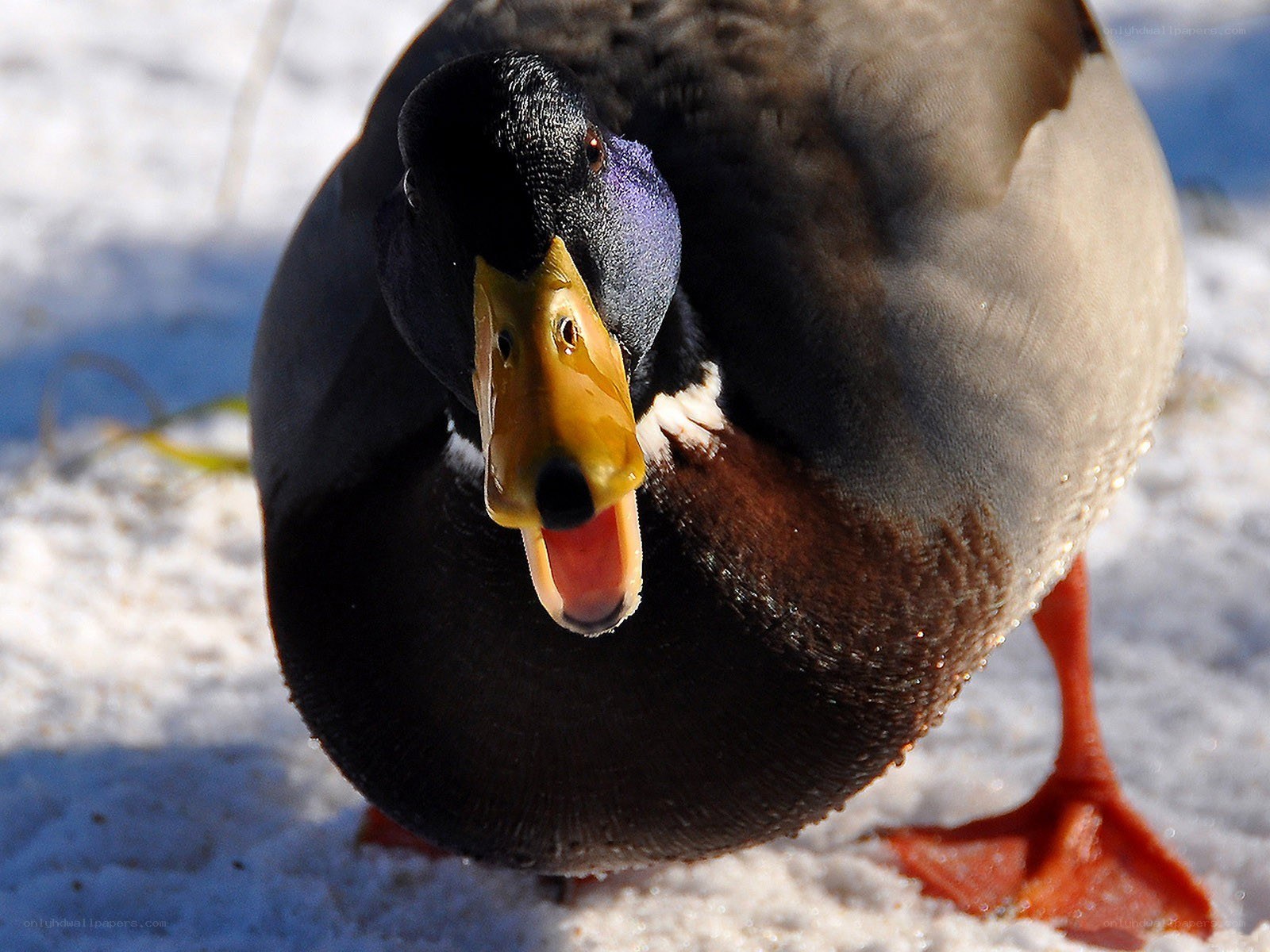 Mallard duck in the snow