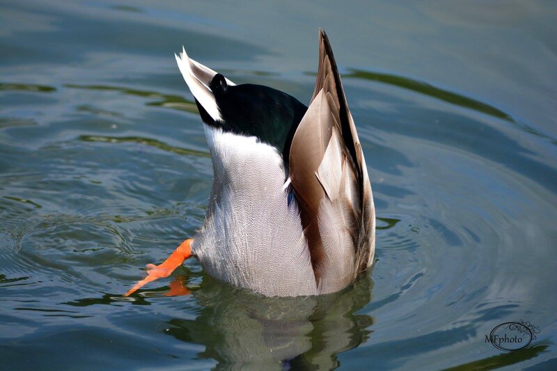 Mallard Duck in Water — Blue