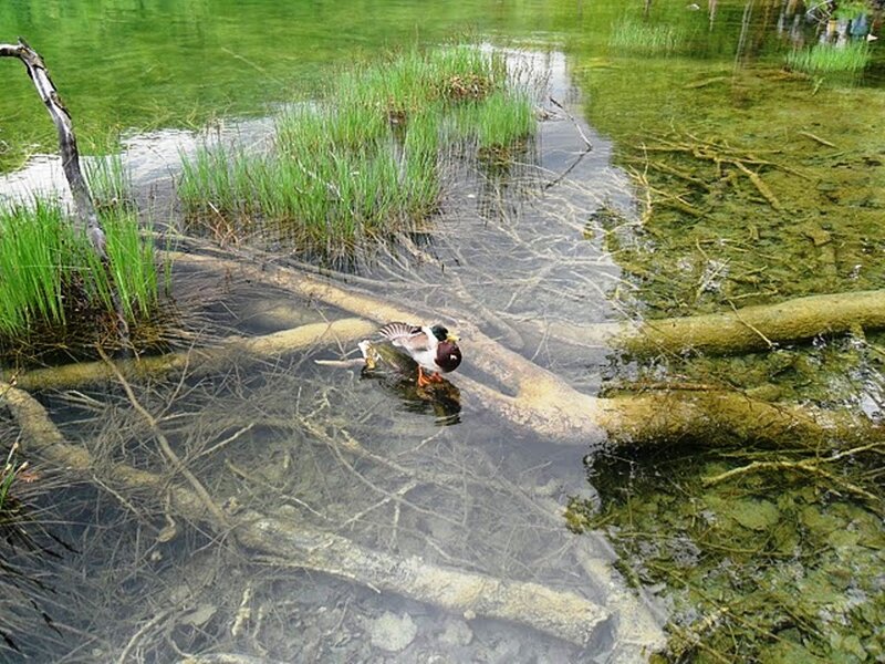 Mallard Duck in Water