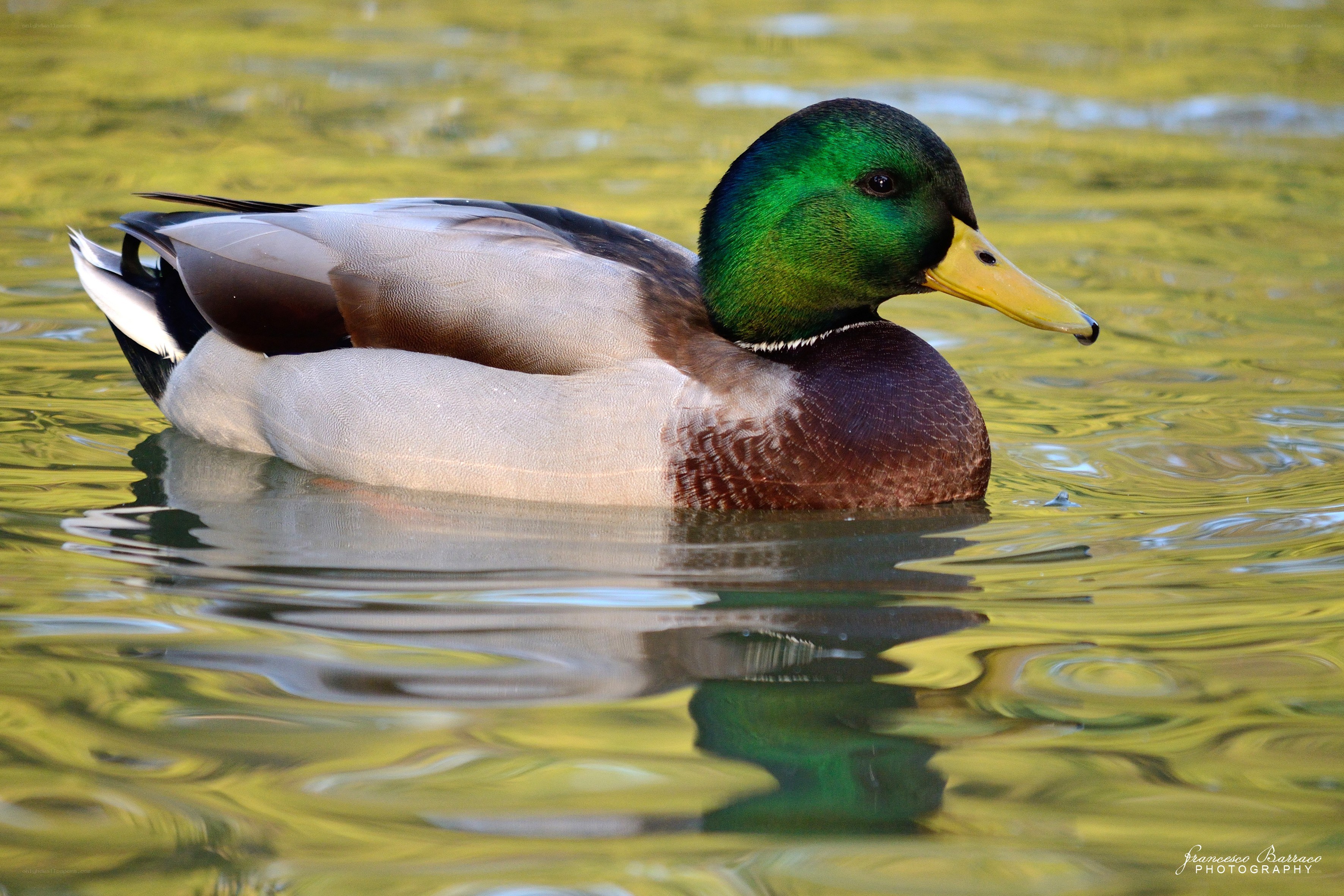 Mallard duck on a pond