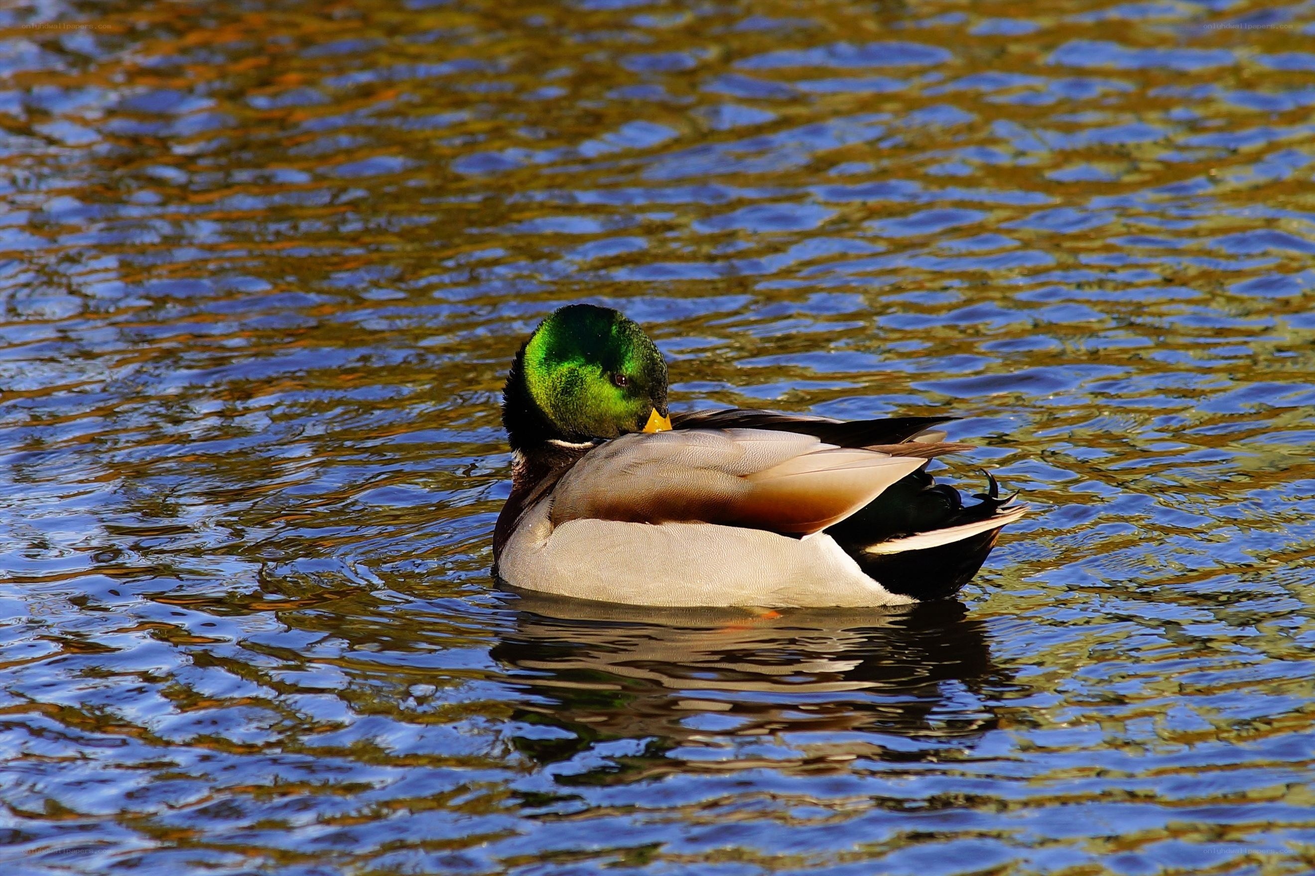 Mallard duck on a pond
