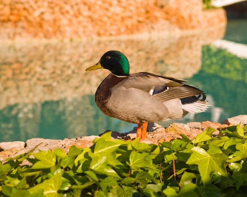 Mallard duck on a stone ledge