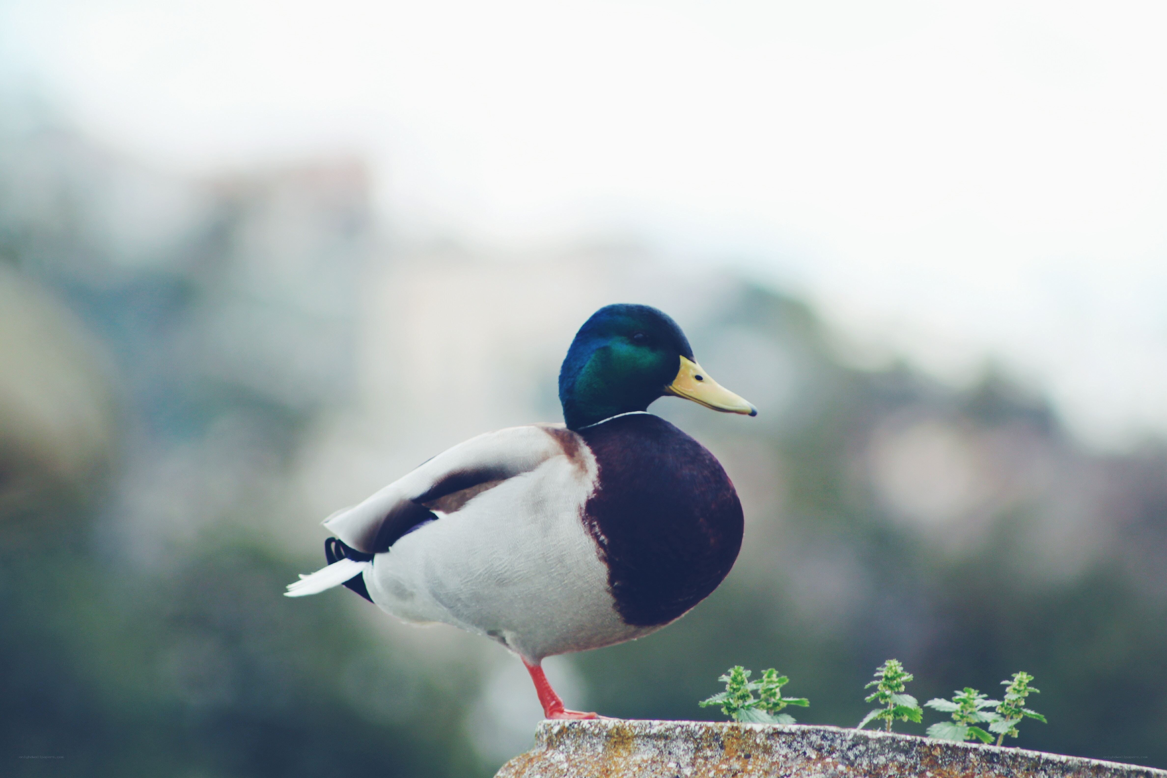 Mallard duck on a stone ledge