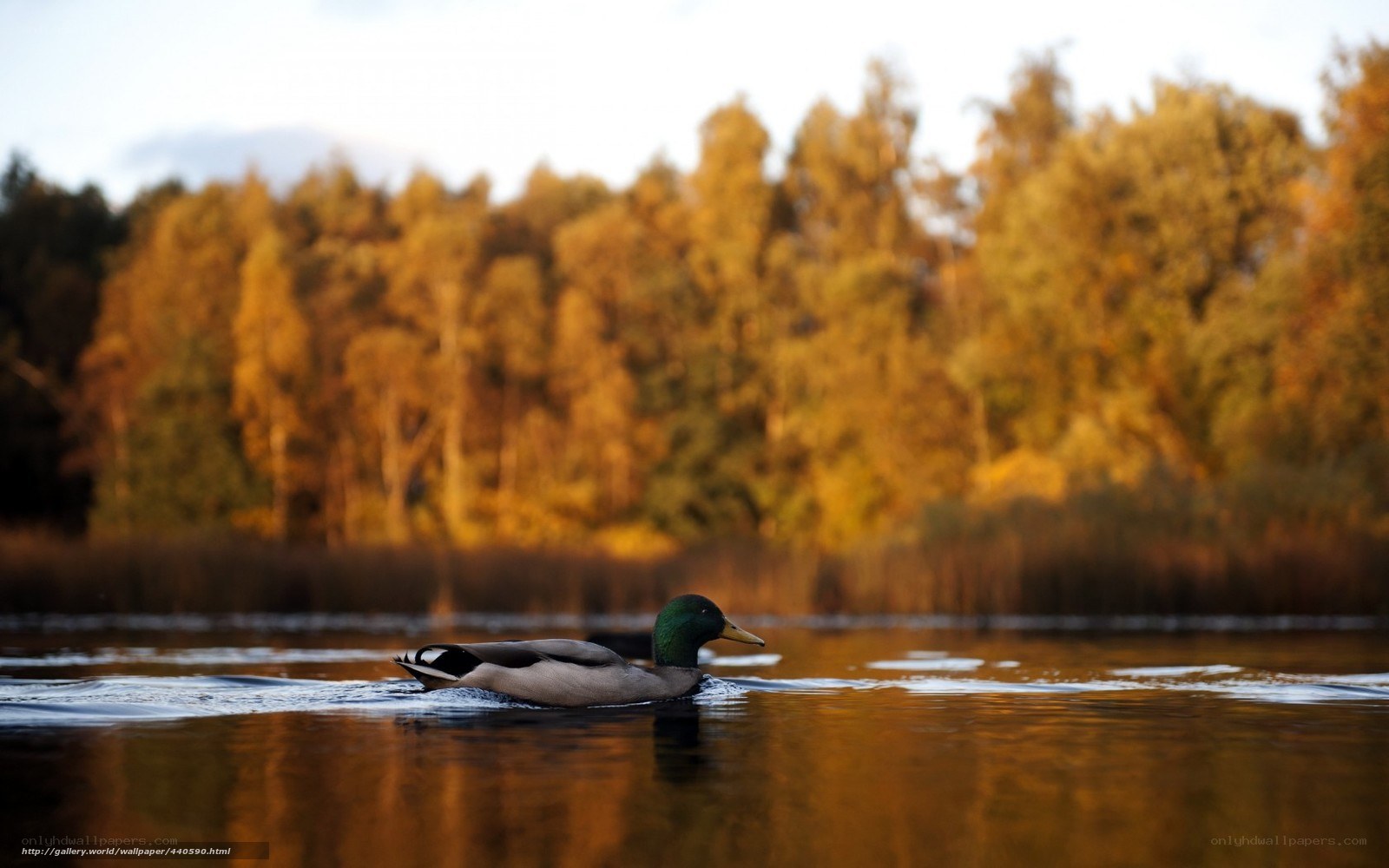 Mallard duck on autumn lake