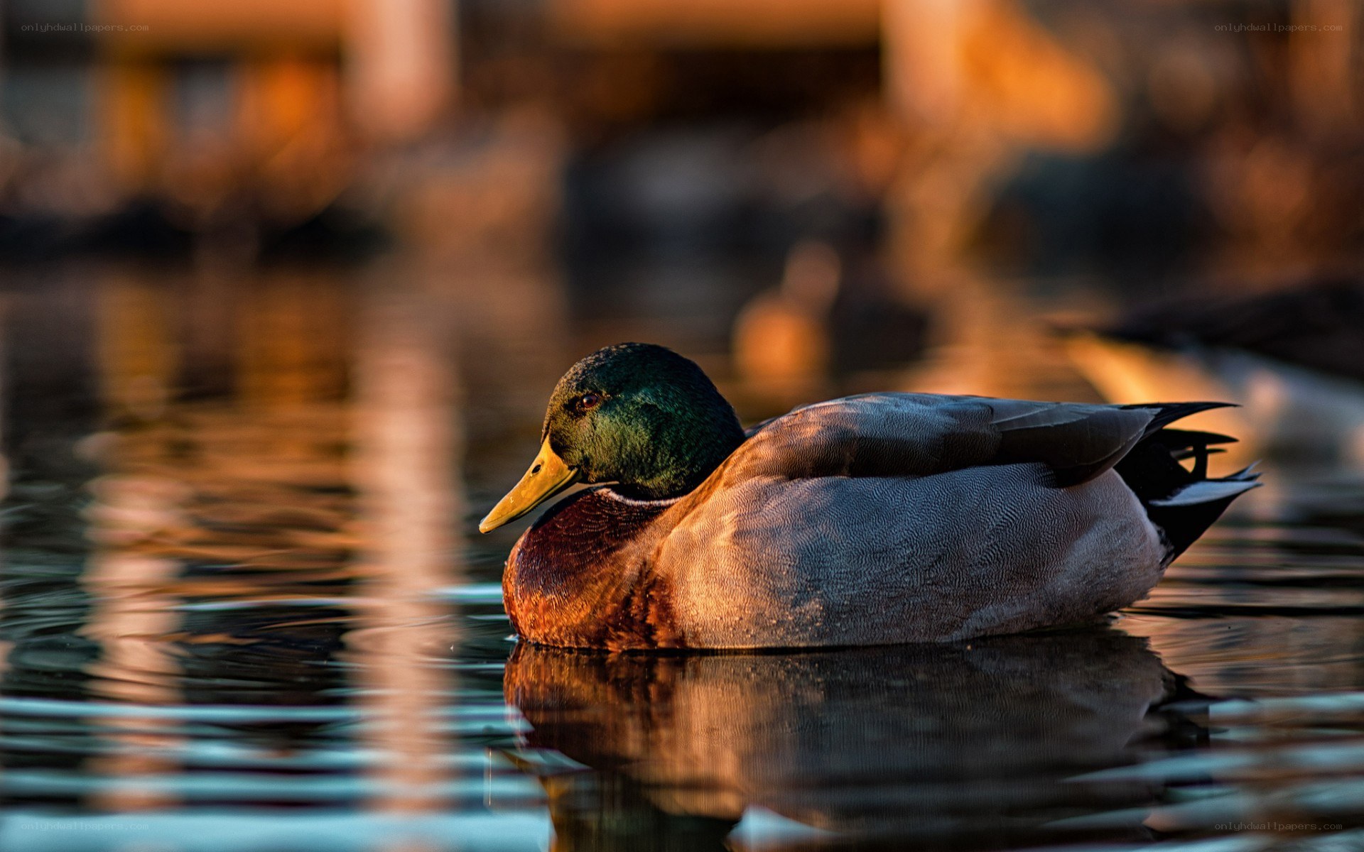 Mallard duck on calm water