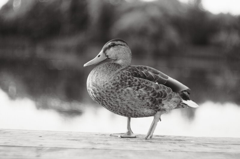 Mallard Duck on Dock