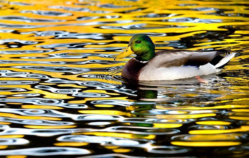 Mallard duck on golden water