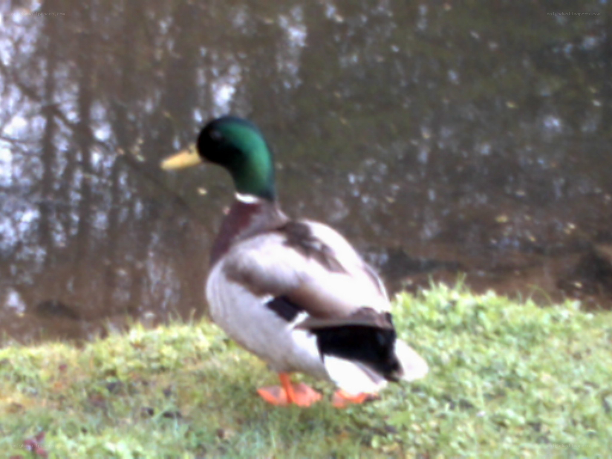 Mallard duck on grass