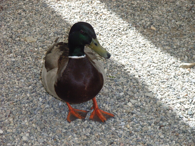 Mallard duck on gravel