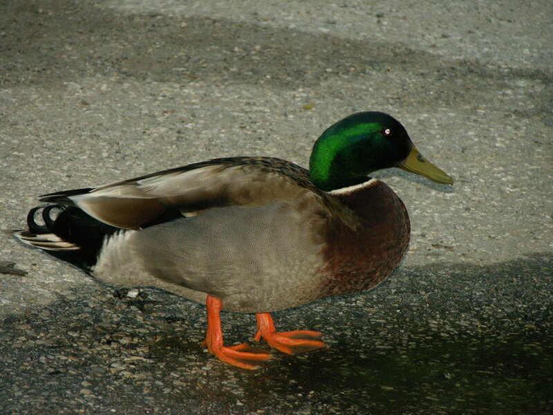 Mallard duck on pavement