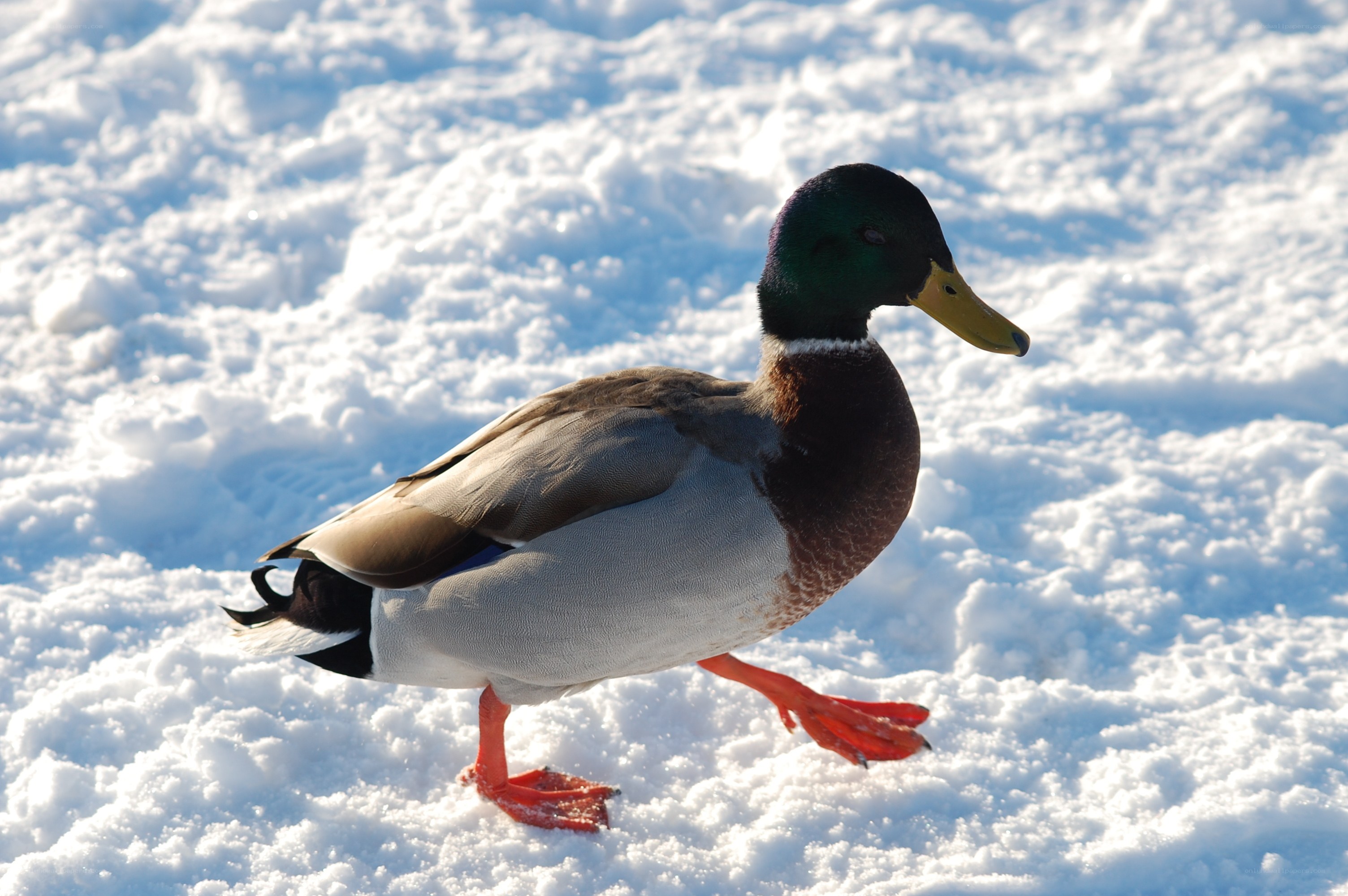 Mallard duck on snow