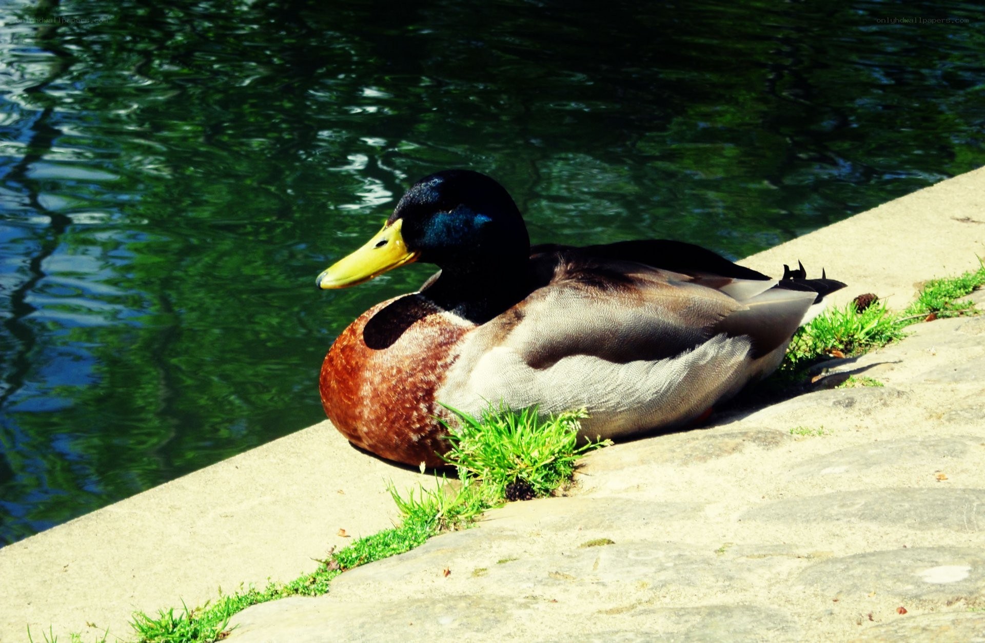Mallard duck resting by water