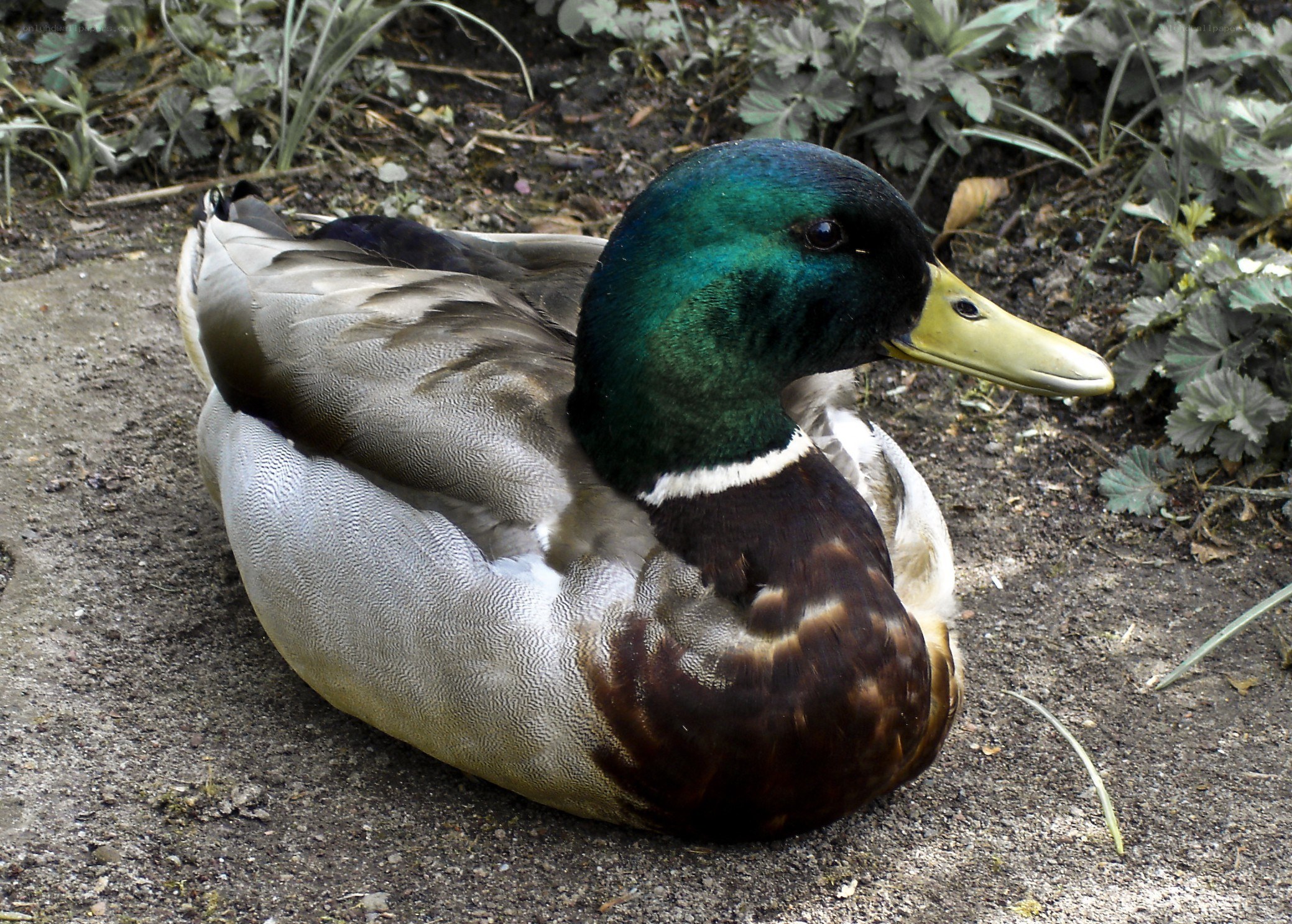 mallard duck resting on ground