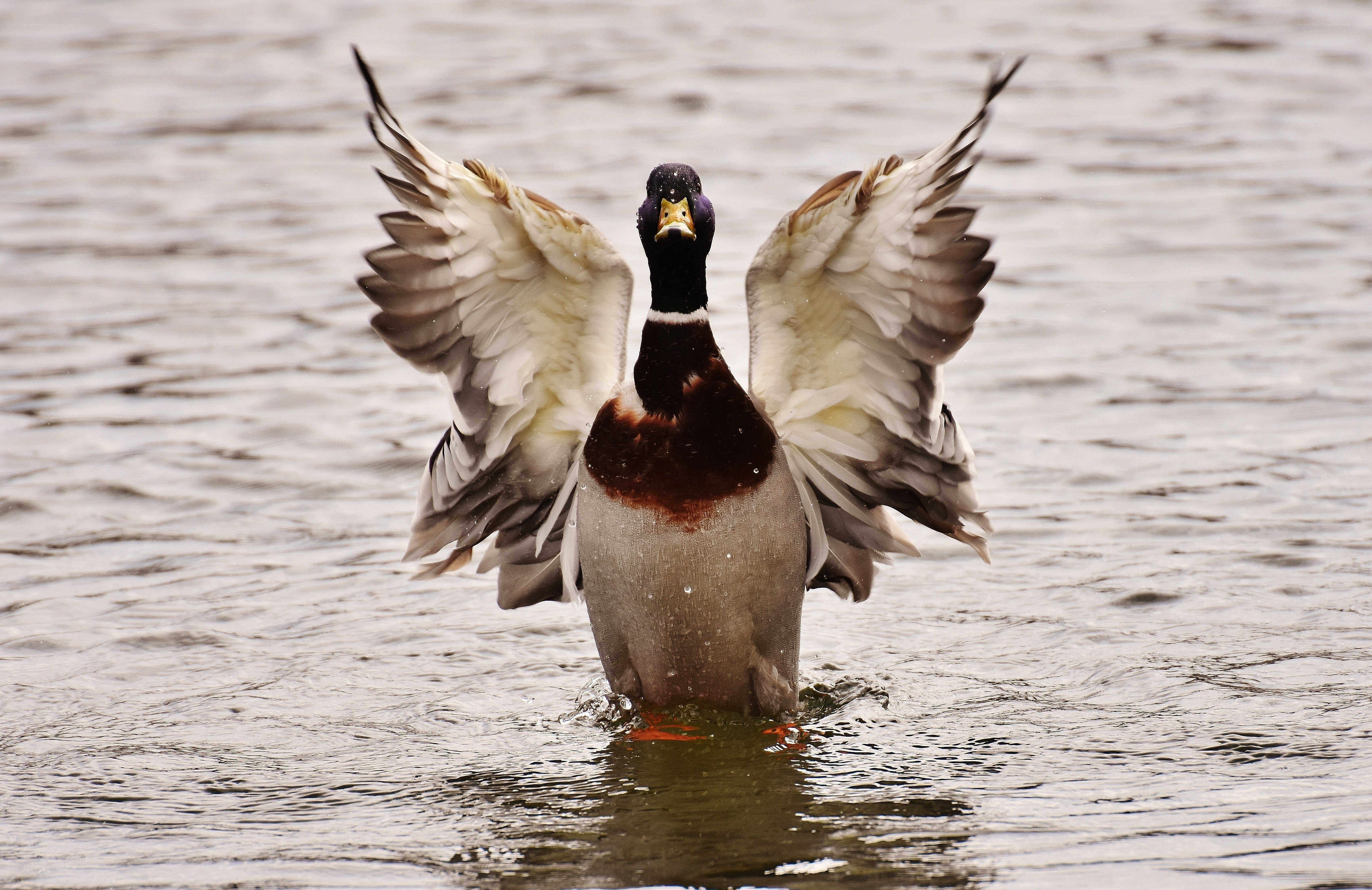 Mallard duck spreading wings