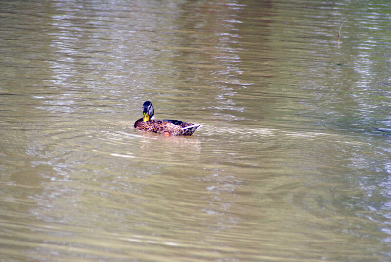 Mallard Duck Swimming — Brown, Calm