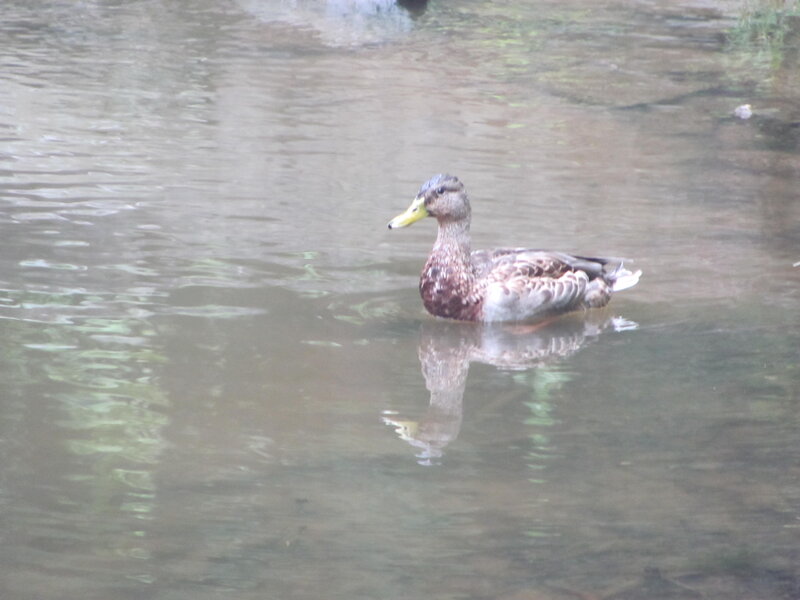 Mallard Duck Swimming — Brown