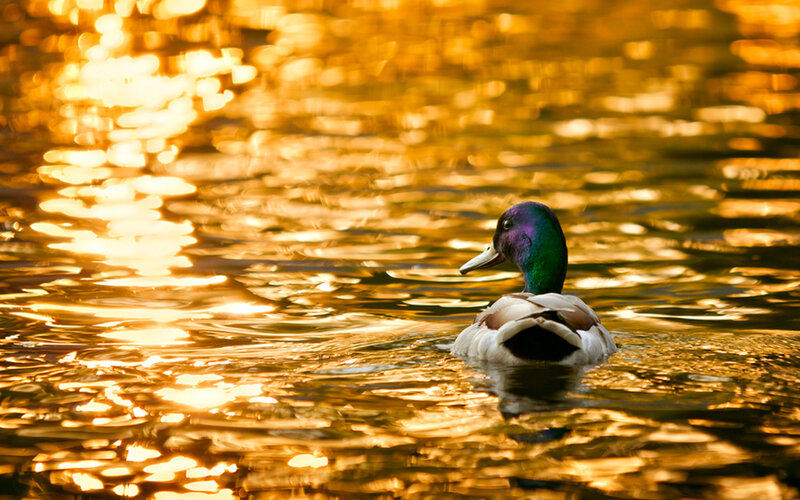 Mallard Duck Swimming — Gold