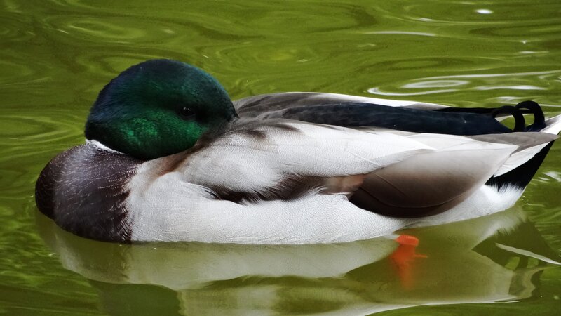 Mallard Duck Swimming — Green, Calm