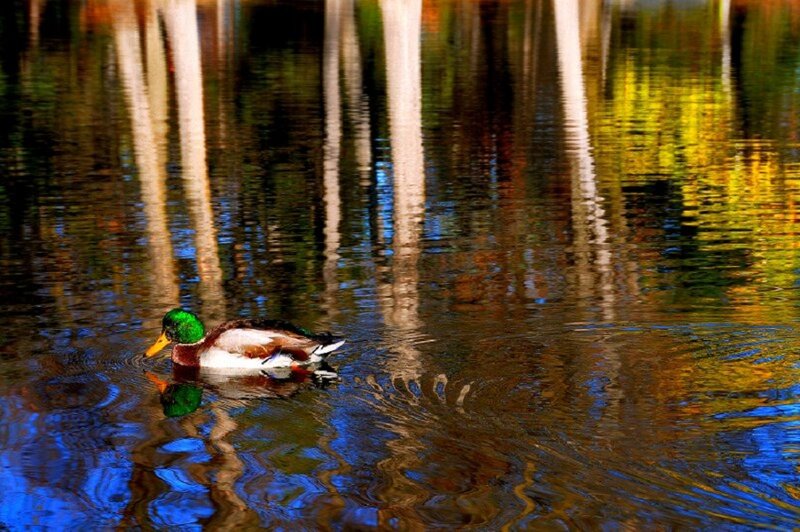 Mallard Duck Swimming — Green