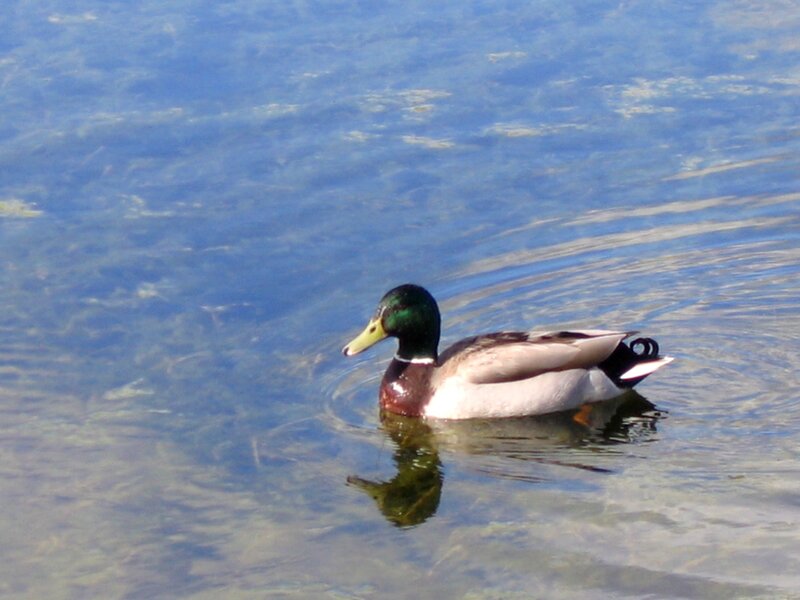 Mallard duck swimming in clear water
