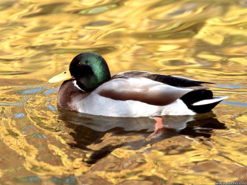 Mallard duck swimming in golden water