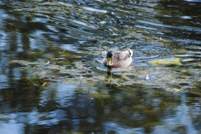 Mallard duck swimming in water