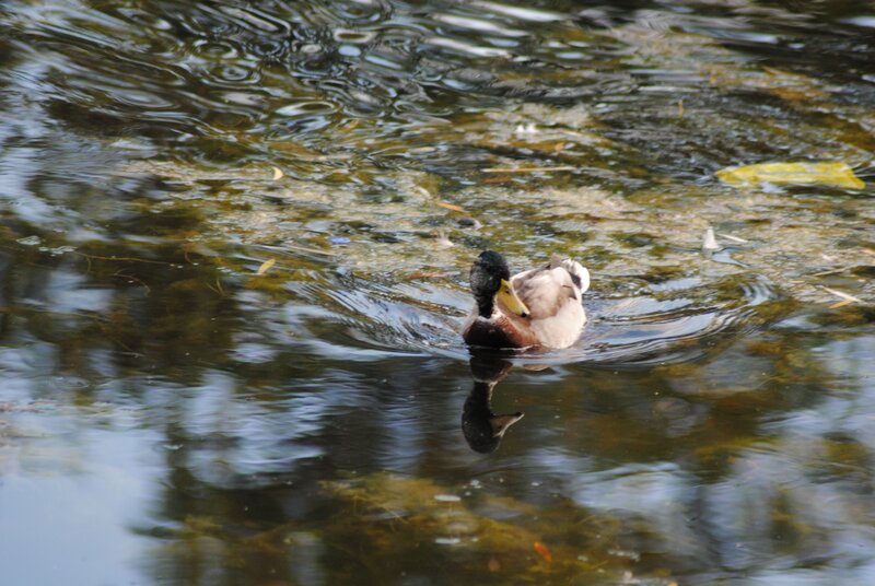 Mallard duck swimming in water