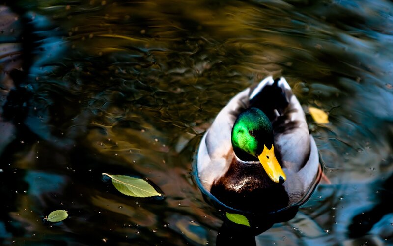Mallard duck swimming in water
