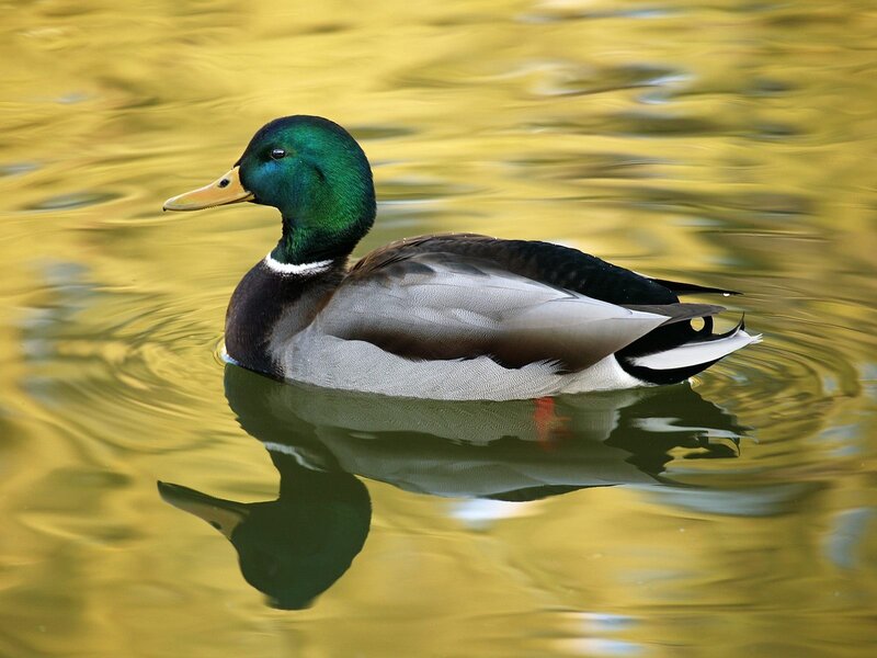 Mallard duck swimming in water