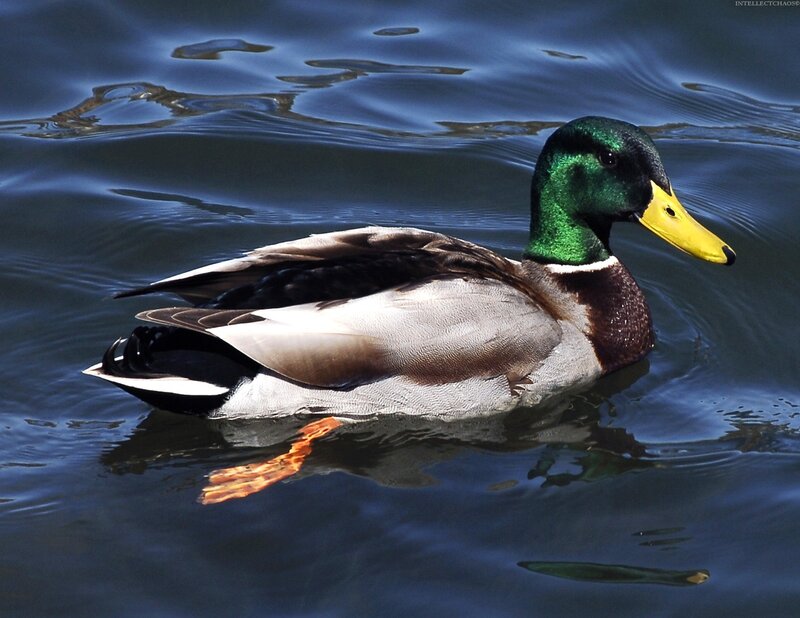 Mallard duck swimming in water