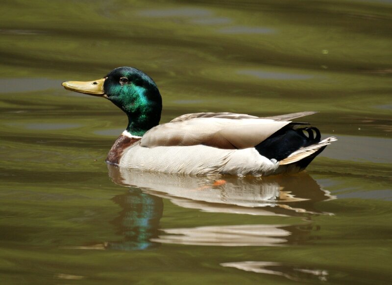 Mallard duck swimming in water