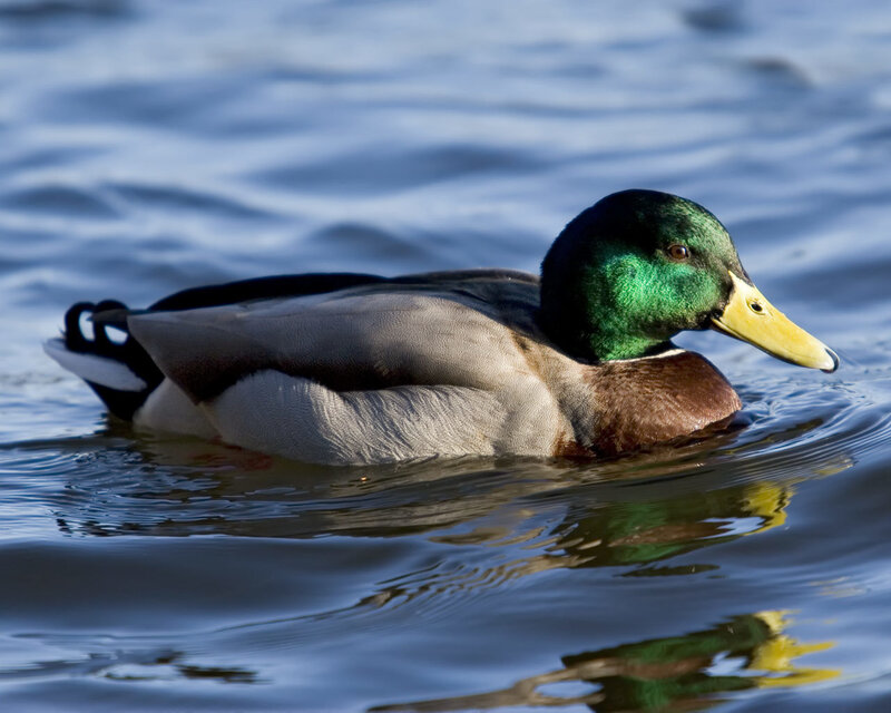 Mallard duck swimming in water