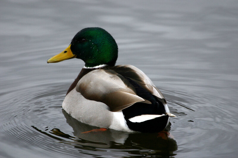 Mallard duck swimming in water