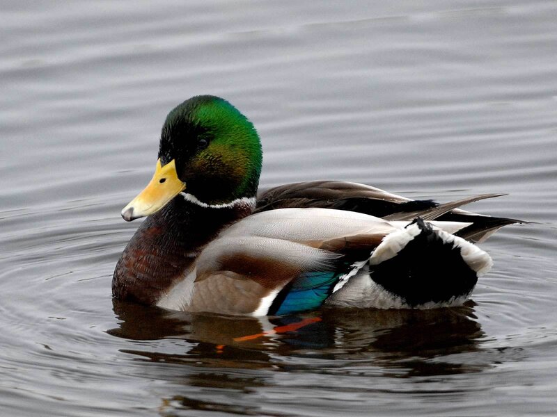 Mallard duck swimming in water