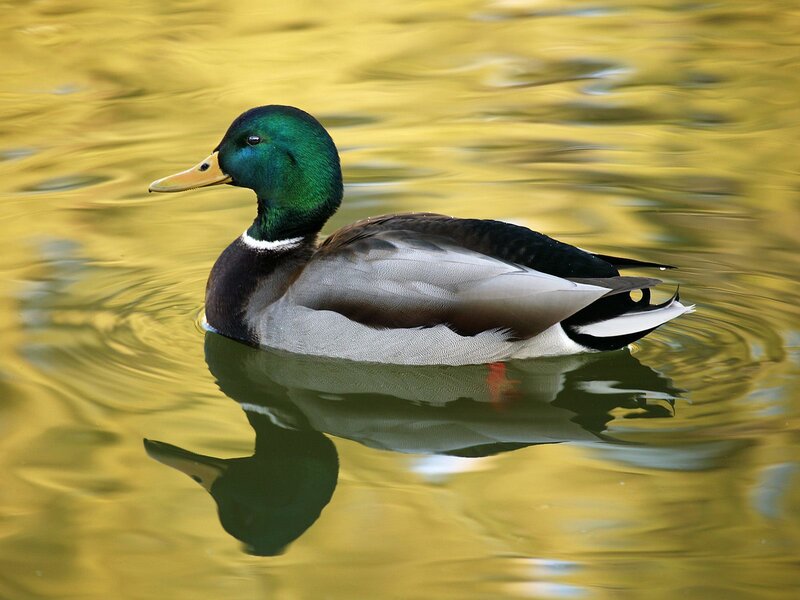 Mallard duck swimming in water