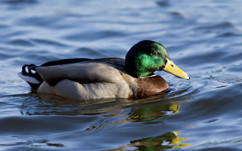 Mallard duck swimming in water