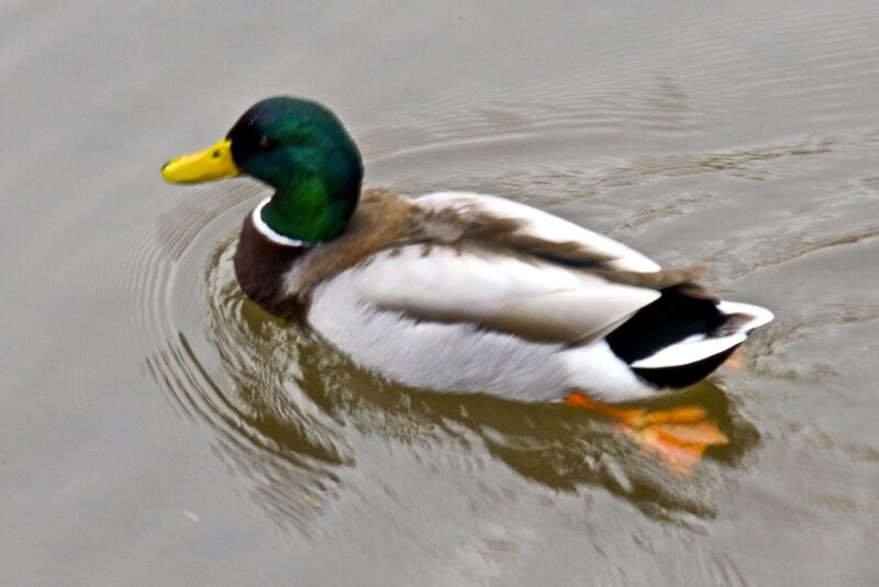 Mallard duck swimming in water