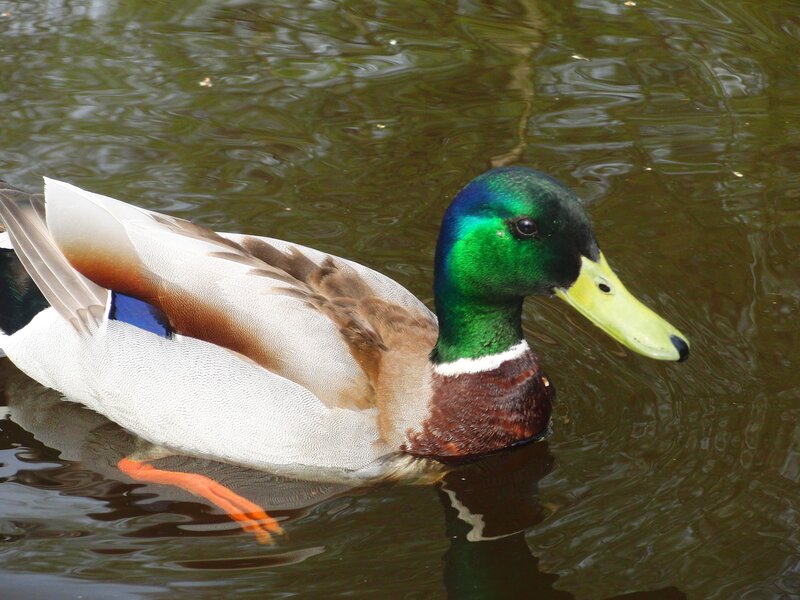 Mallard duck swimming in water