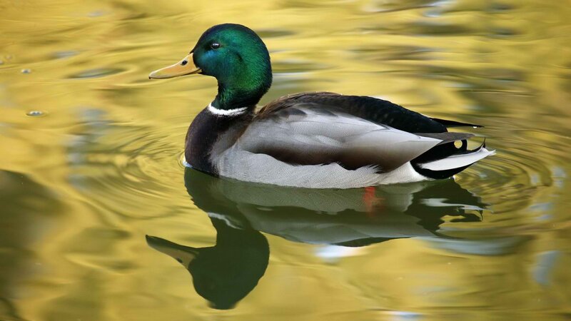 Mallard duck swimming in water