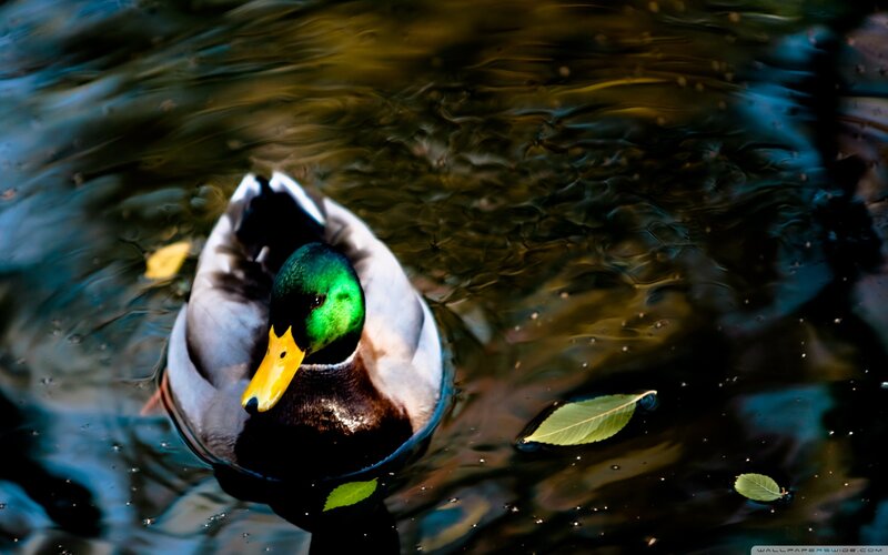 Mallard duck swimming in water