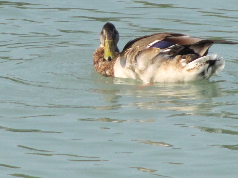 Mallard Duck Swimming